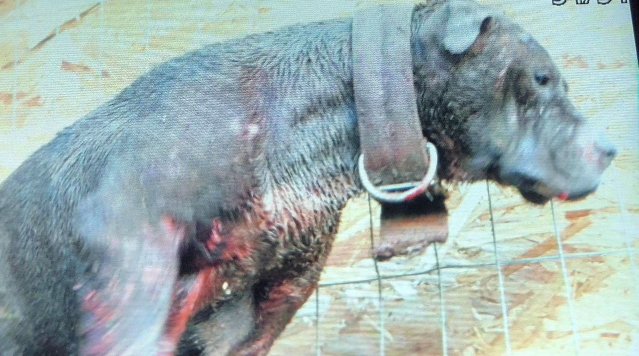 Animal Cruelty